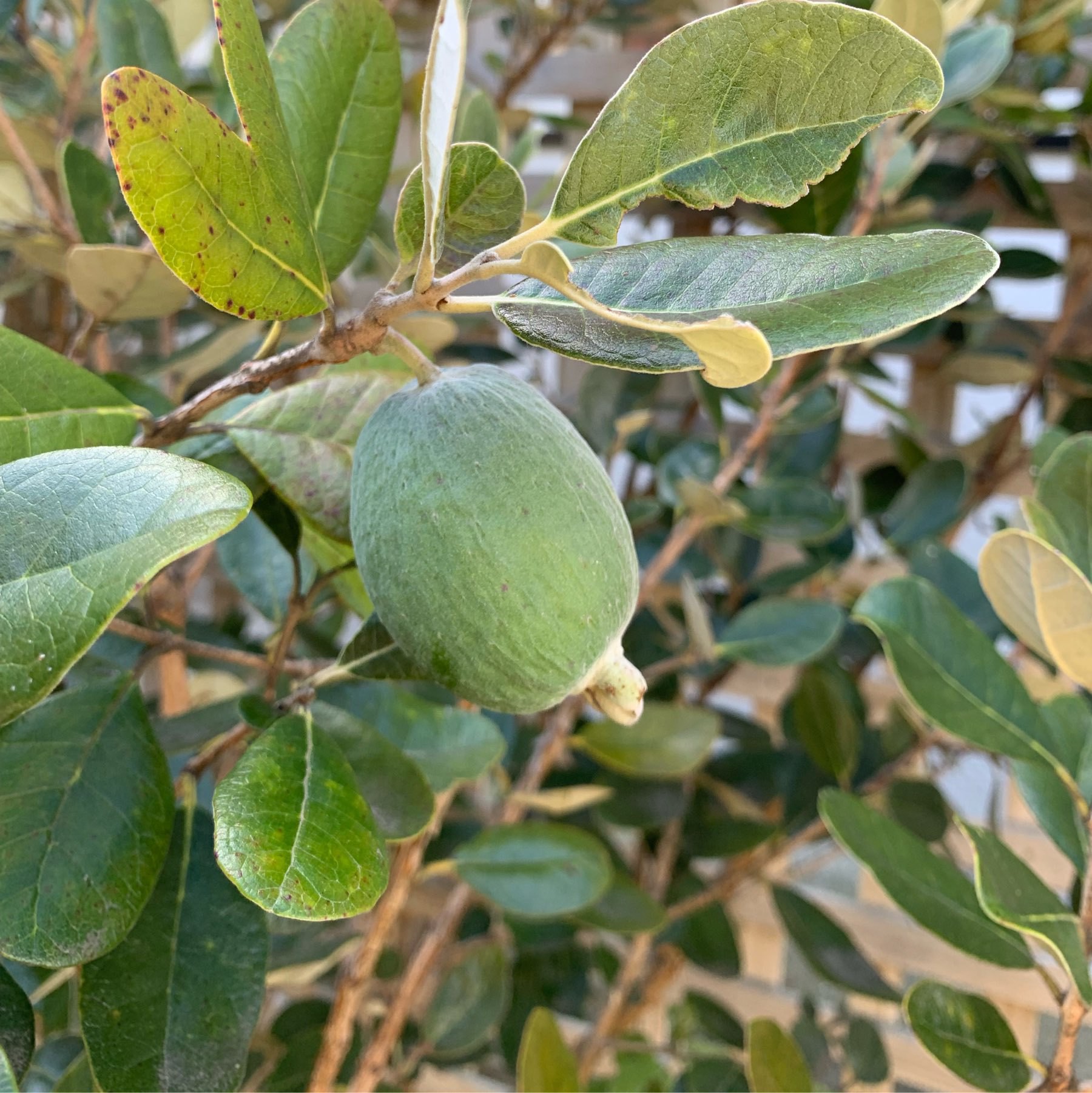 A feijoa, or pineapple guava, on the tree. 