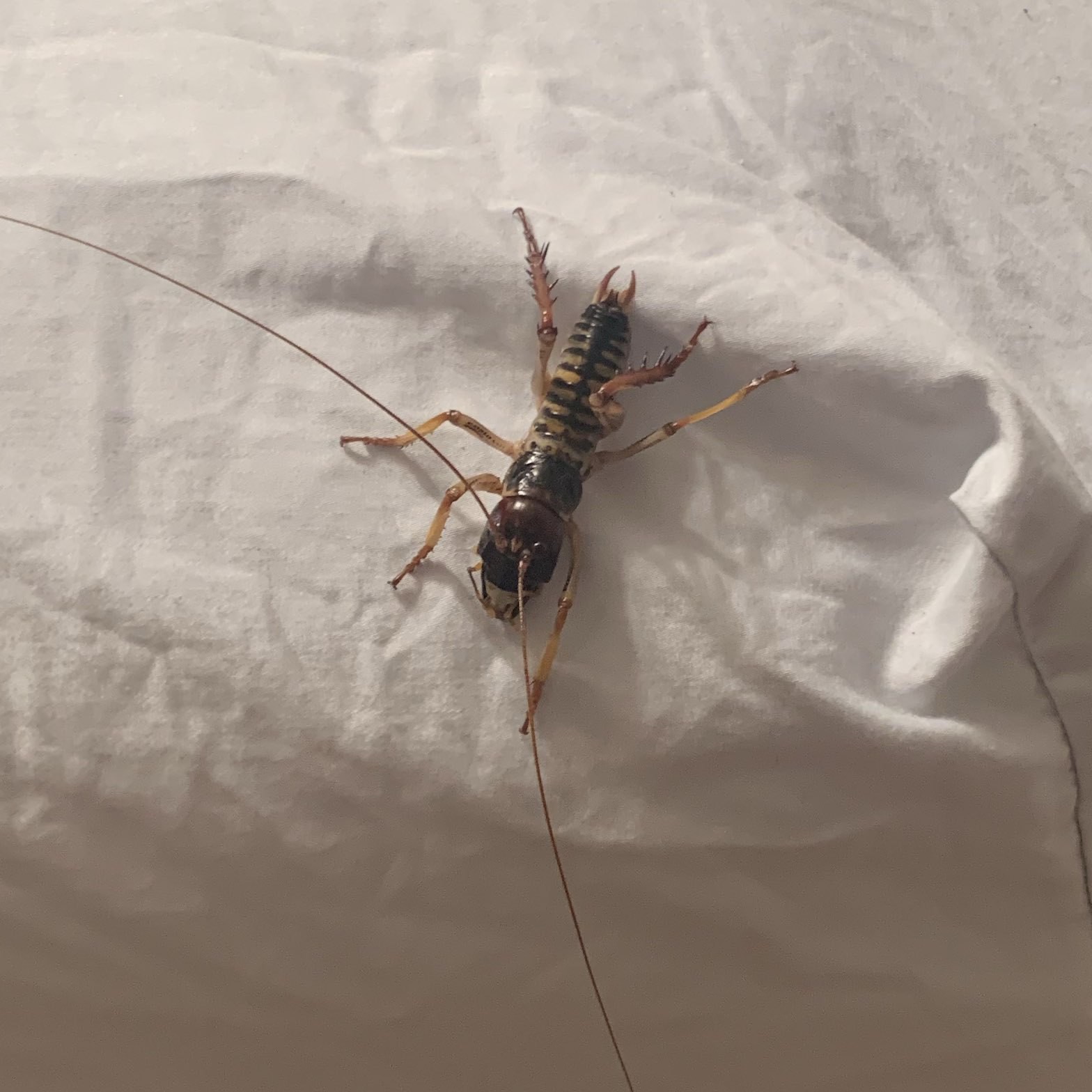 A weta on our bed. 