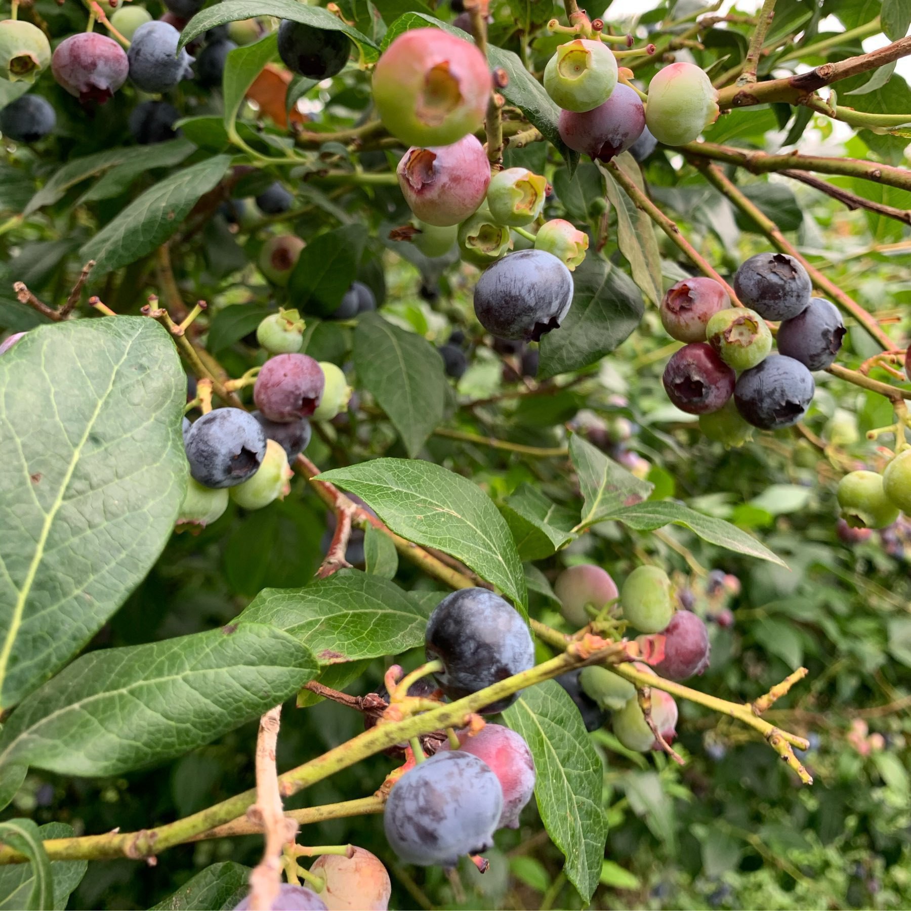 Blueberries on a blueberry tree.